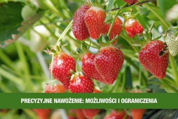 Wiedza z jagodnika - precyzyjne nawożenie jagodowych